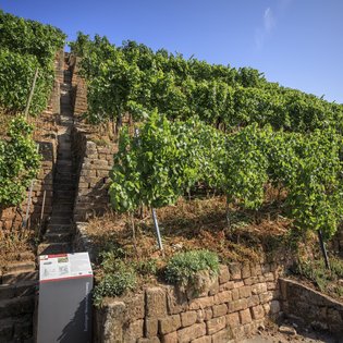 Auf dem Bild zu sehen ist eine schmale, steile Treppe aus Steinen, die sich durch einen Weinberg zieht.