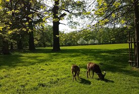 Mufflons grasen im Park