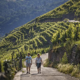 Zwei Personen - möglicherweise ein Paar - wandern auf einem Weg im Weinberg. Sie tragen beide eine Tasche und schauen ins Tal.